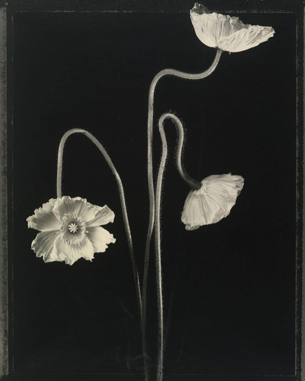 Fixateur à sourcils